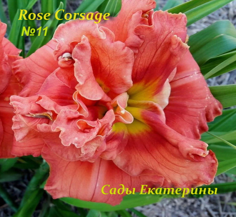 №11 Rose Corsage ( Роуз Корсаж)