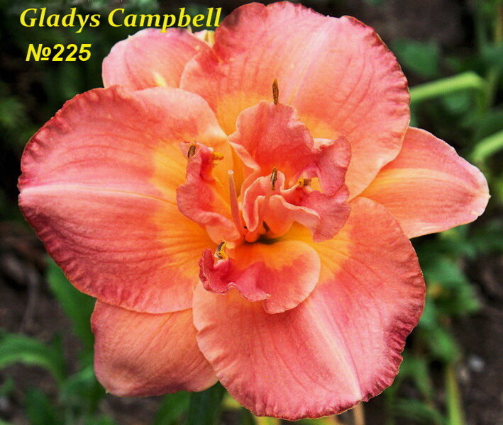 №225 Gladys Campbell