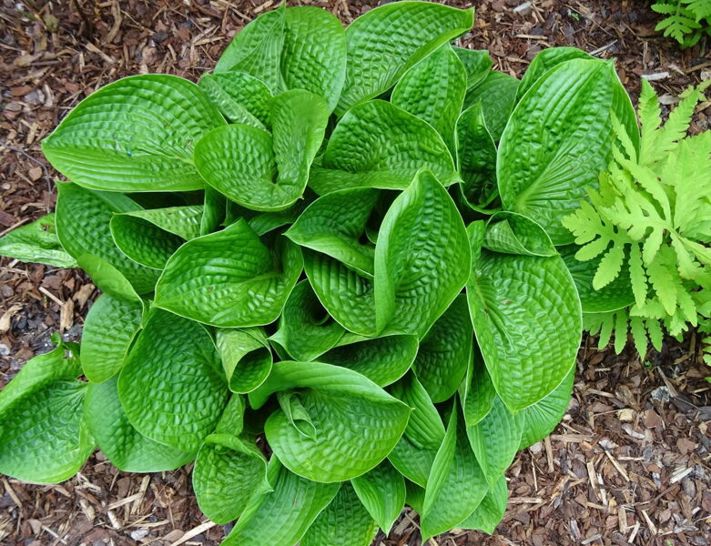 № 34 Deep Pockets ( Дип Покетс - Глубокие карманы)