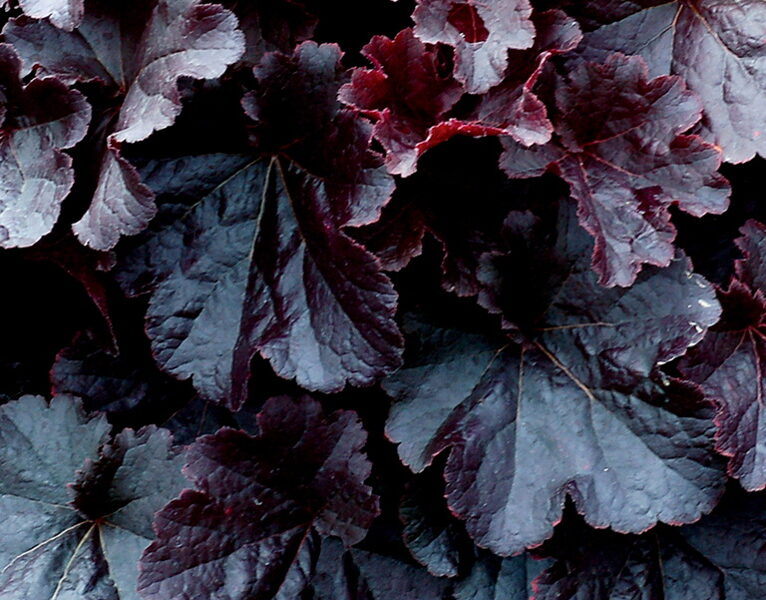 № 177 Northern Exposure Black