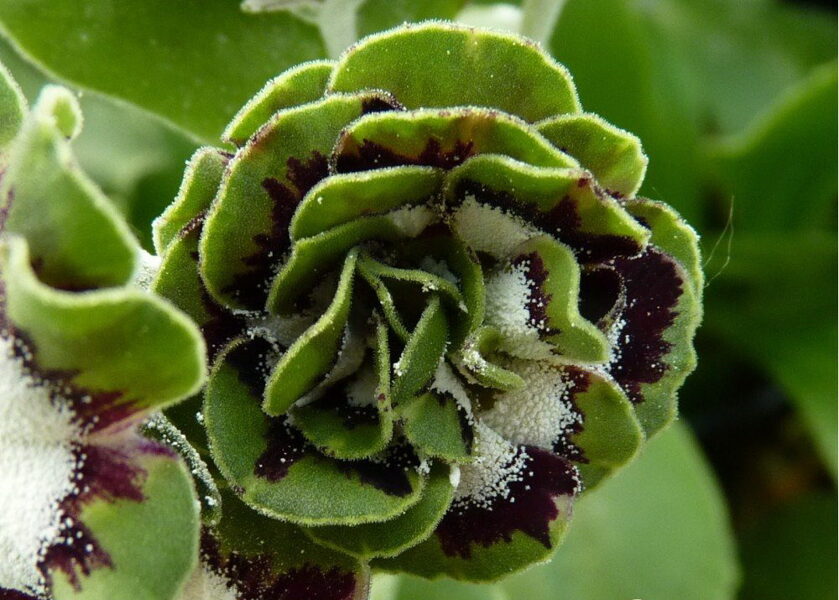 № 24 "Fiddler's Green" primula auricula