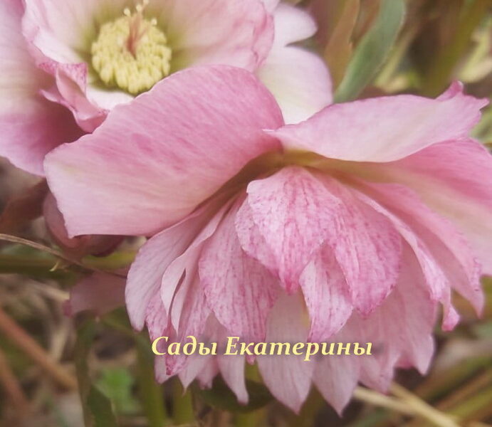 № 26 Double Rose