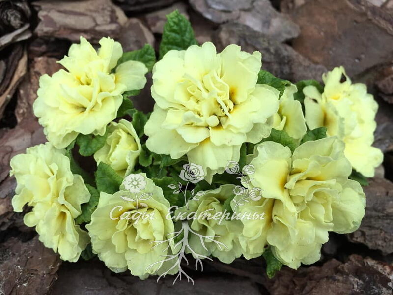 № 39 "Vanilla" Primula Belarina