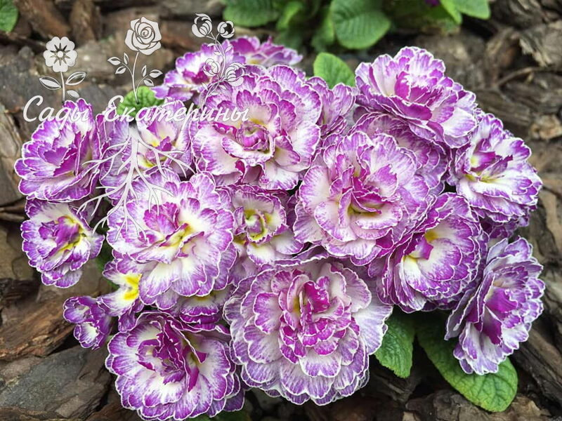 № 25 " Lively Lilac " Primula Belarina