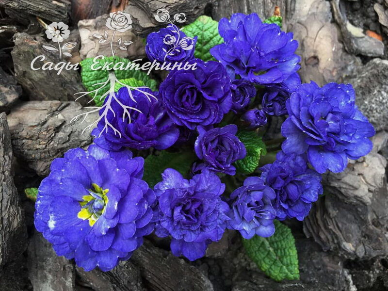 № 27 "Cobalt Blue" "Primula Belarina