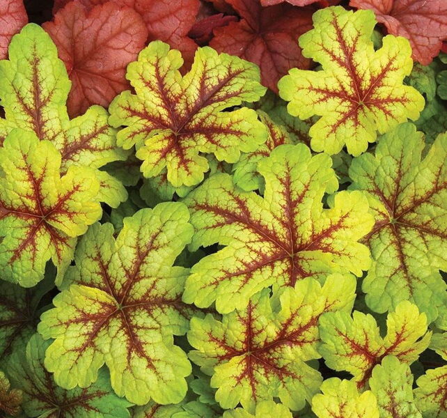   № 161 Alabama Sunrise