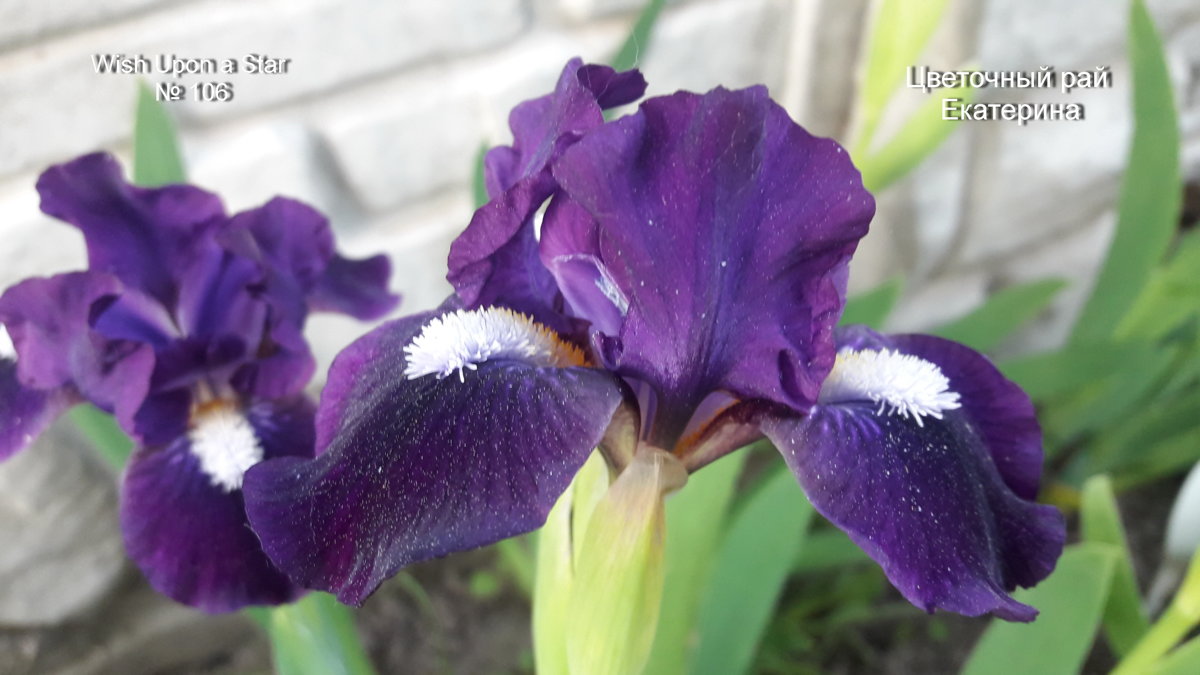 №106 Wish Upon a Star: