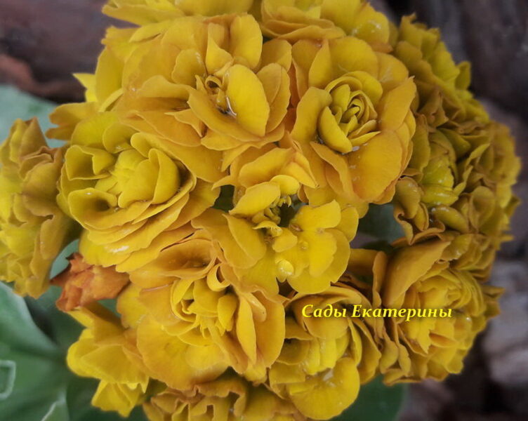 № 21 " Lincoln Bullion" primula auricula