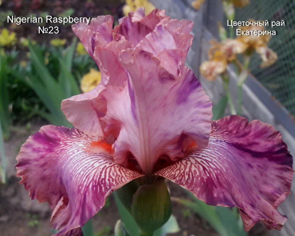 №23   Nigerian Raspberry (Нигериан Распберри)