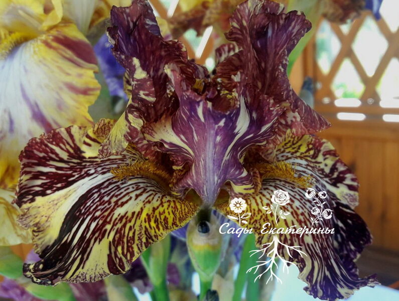  №14 BEWILDERBEAST (БИВАЛДЕРБИСТ)