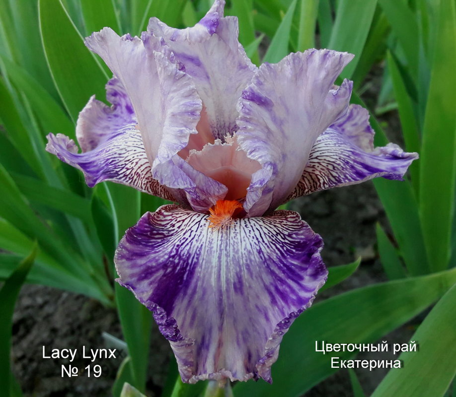  №19 Lacy Lynx (Лэйси Линкс)