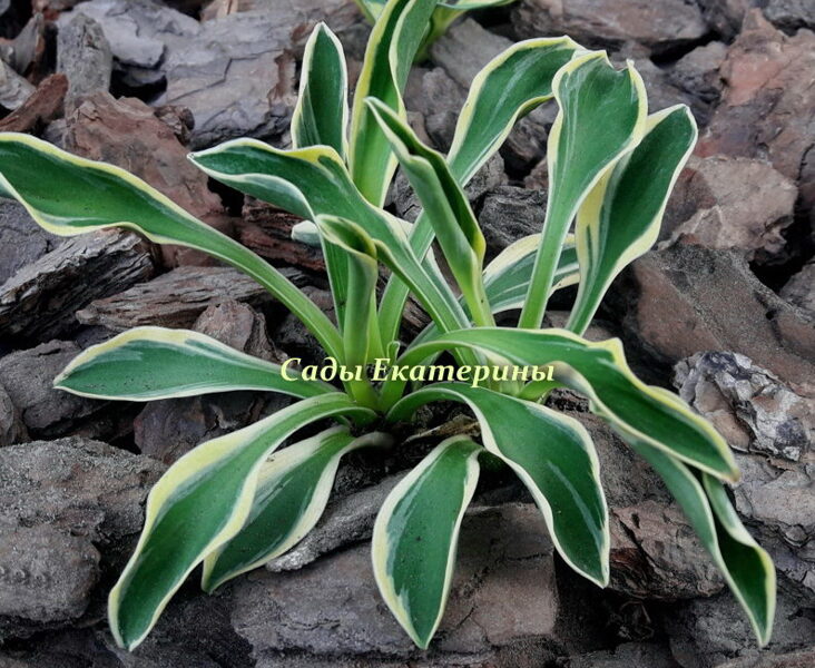 №28  "Little Ice Mouse"