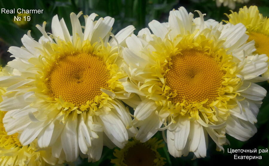 №19 Real Charmer Shasta Daisy