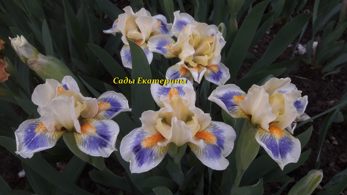 №103 SPRING INTO SUMMER