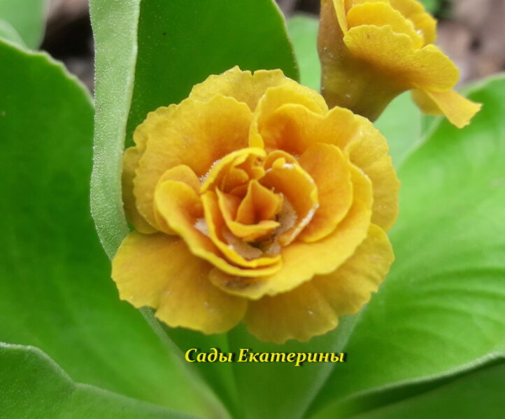 № 38 "Jupp " primula auricula
