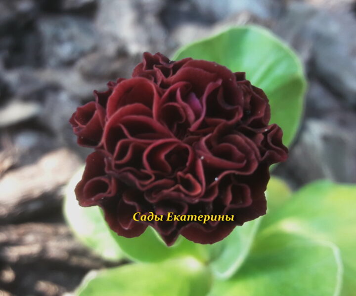 № 36" Morello" primula auricula