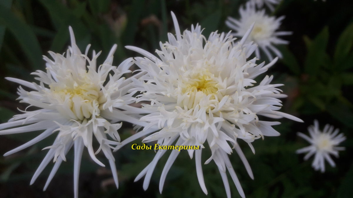  №23  Пиретрум белый махровый