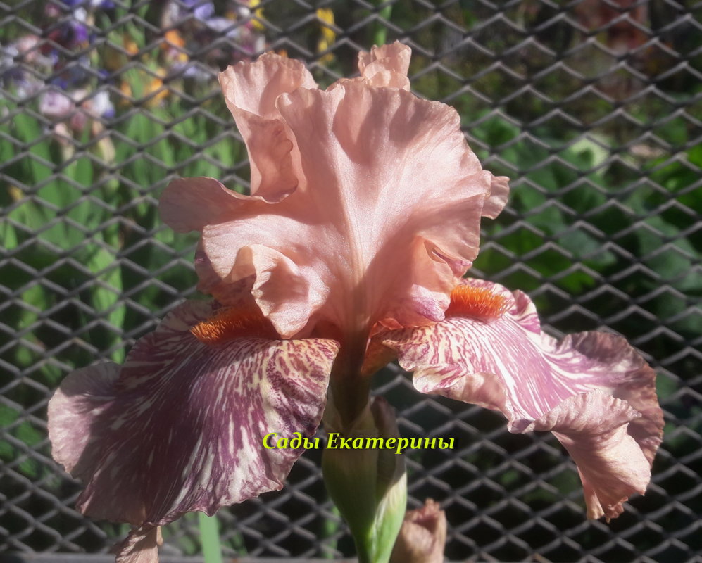  №16 KING TUSH (КИНГ ТАШ)