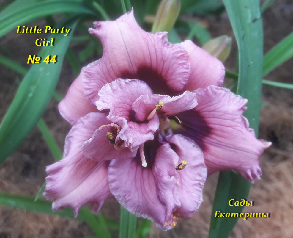 №44 Little Party Girl 