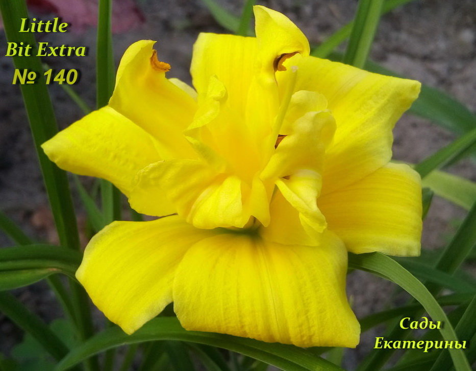 №140   Лилейник Little Bit Extra ( Литл Бит Экстра)