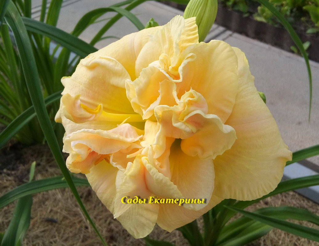 № 43 Double Vanilla Delight