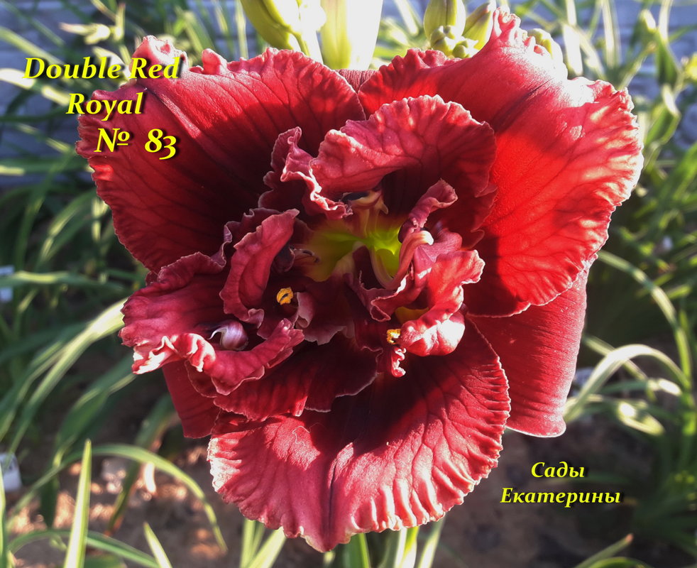 №83 Double Red Royal