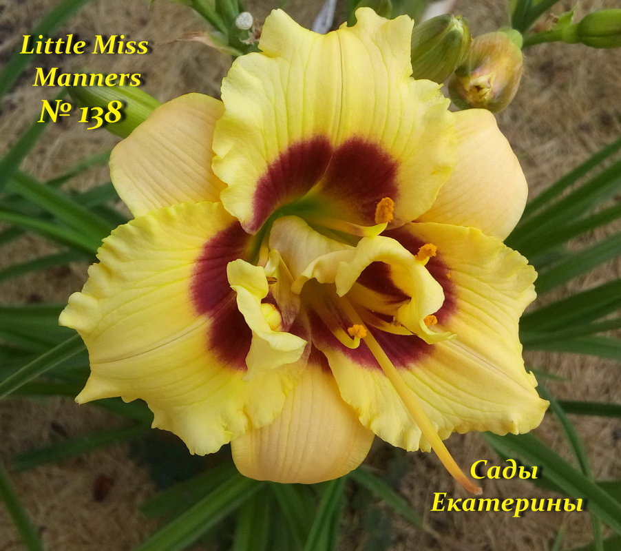 №138 Little Miss Manners  ( Литтл Мисс Маннерс)