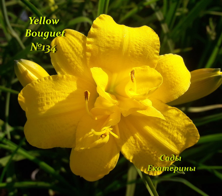   №134  Yellow Bouquet (  Йеллоу Букет ) 