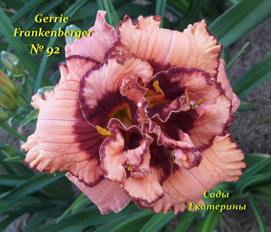 №92 Gerrie Frankenberger ( Джерри   Франкенбергер )