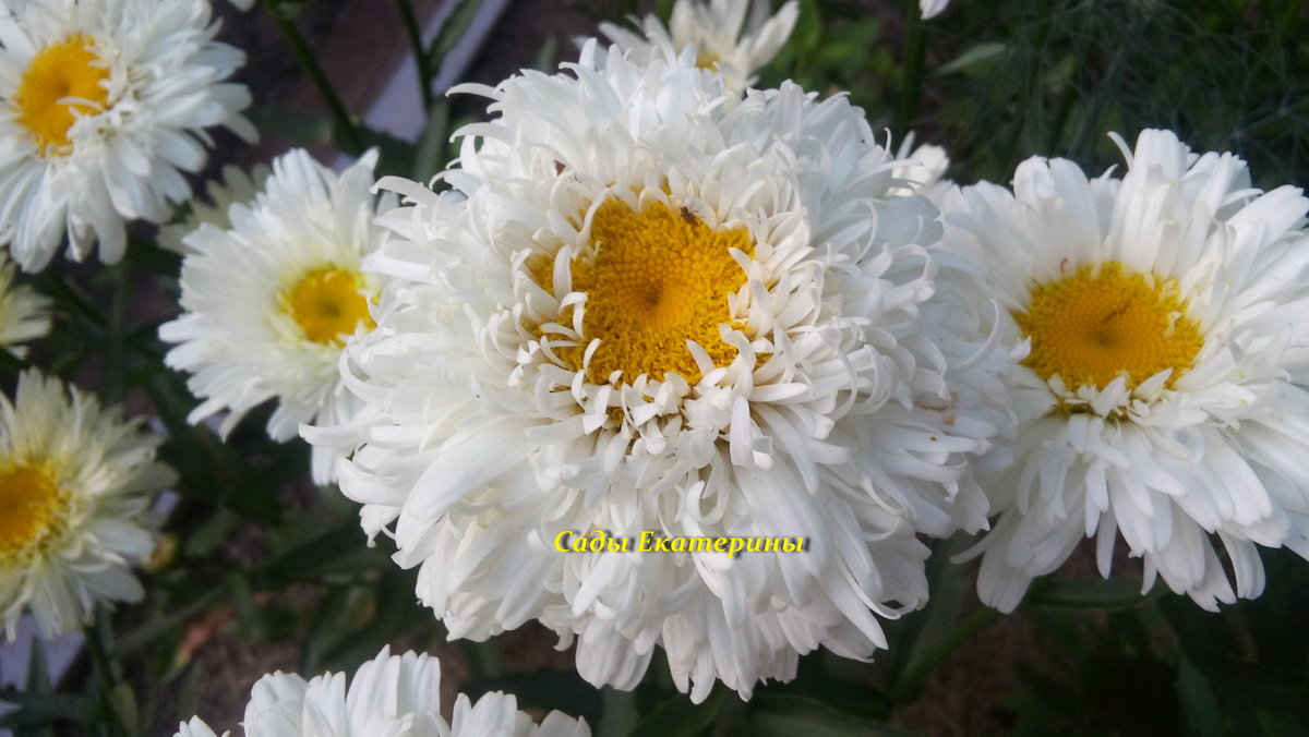 №27 Apollinaria