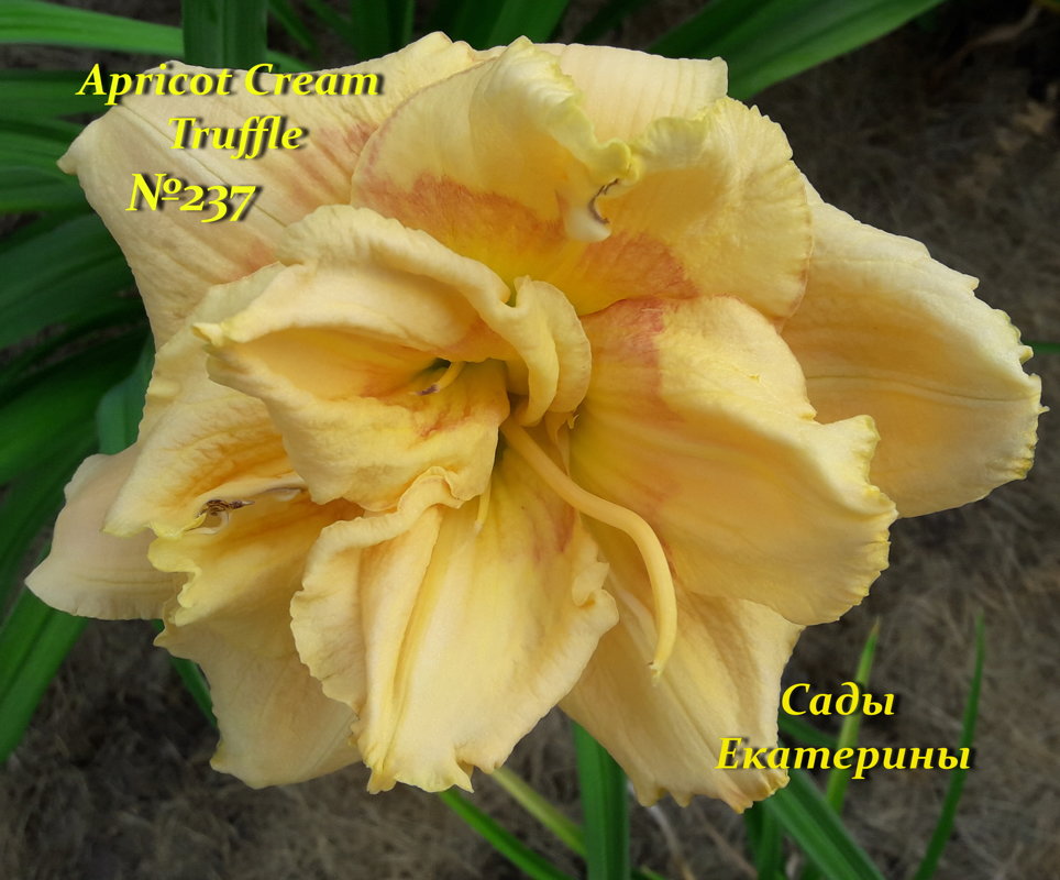 № 237 APRICOT CREAM TRUFFLE