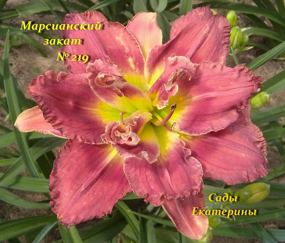 №219 Марсианский закат