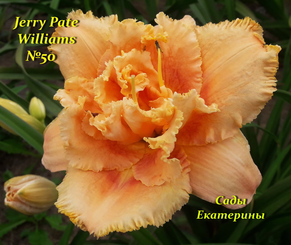 №50 Jerry Pate Williams  ( Джерри Пати Вильямс )