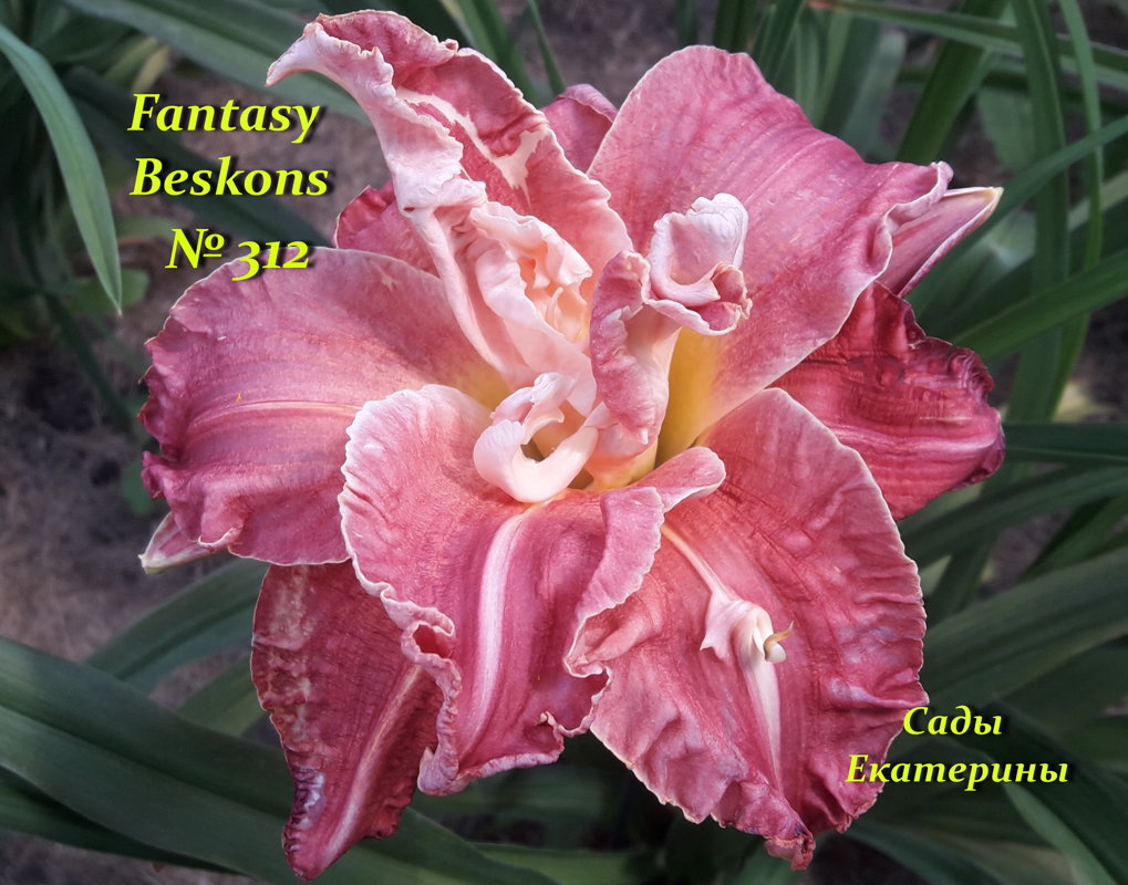 №312 Fantasy Beskons