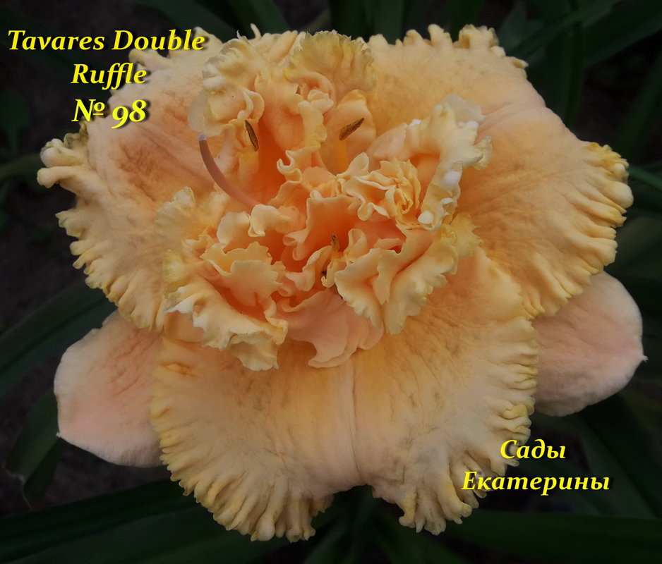 №98 Tavares Double Ruffle