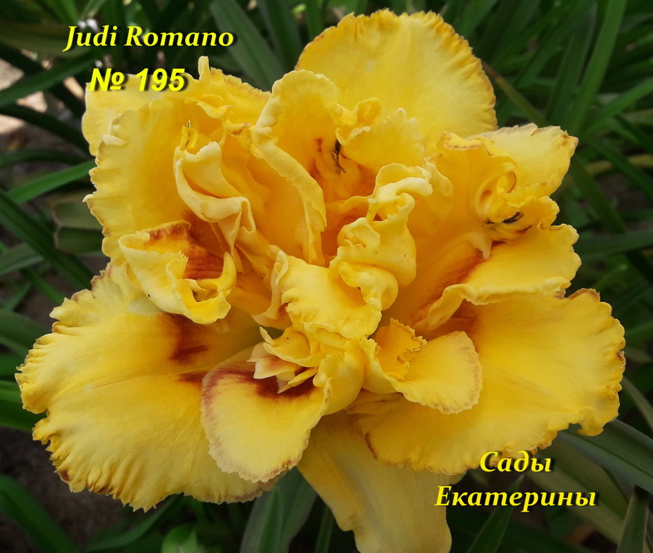№195 JUDI ROMANO