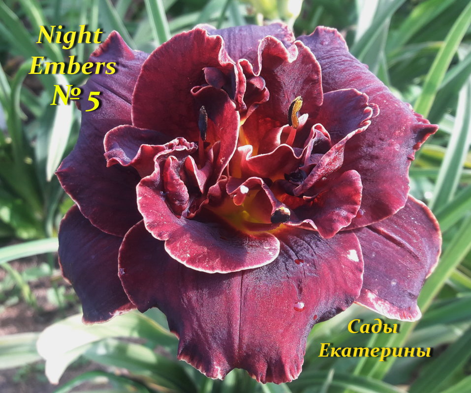 №5 Night Embers (Найт Эмберс)