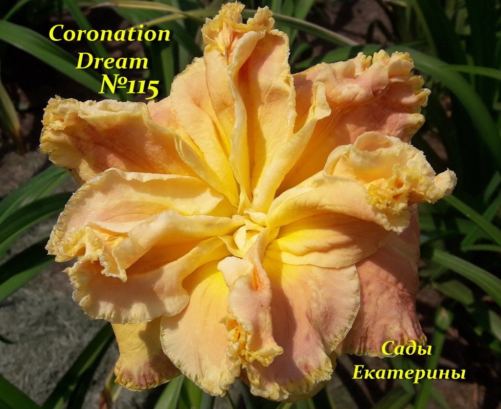 №115  CORONATION DREAM  ( Коронейшен Дрим  )