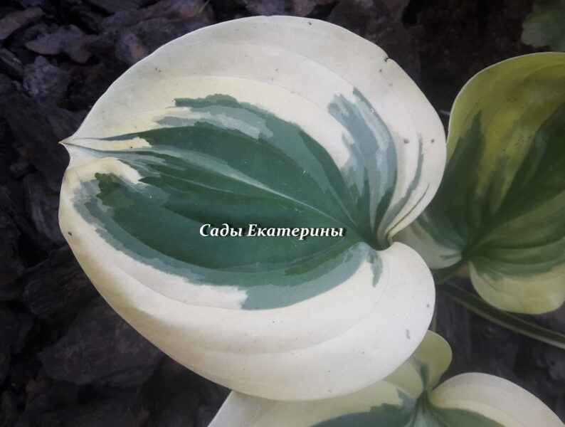 № 149 Fragrant Queen