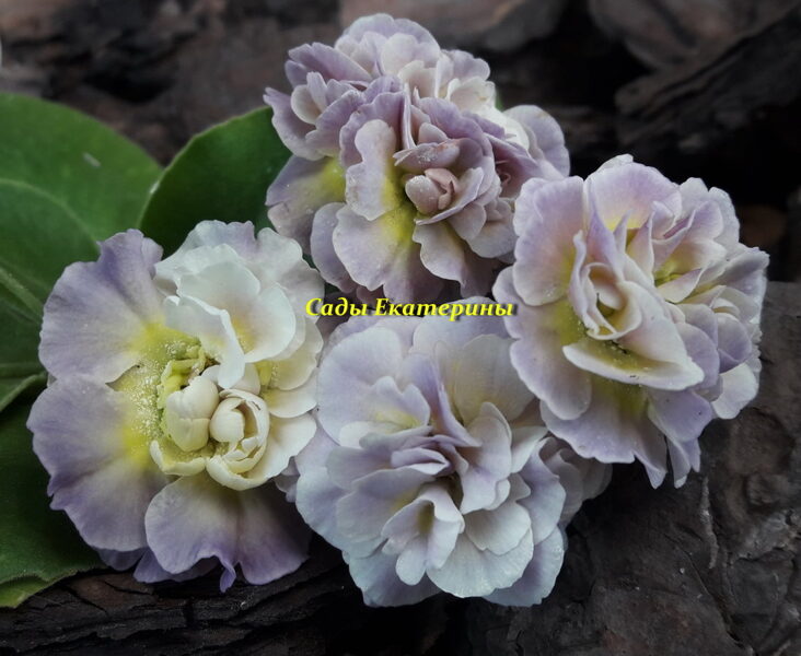 № 55 "MARE" primula auricula