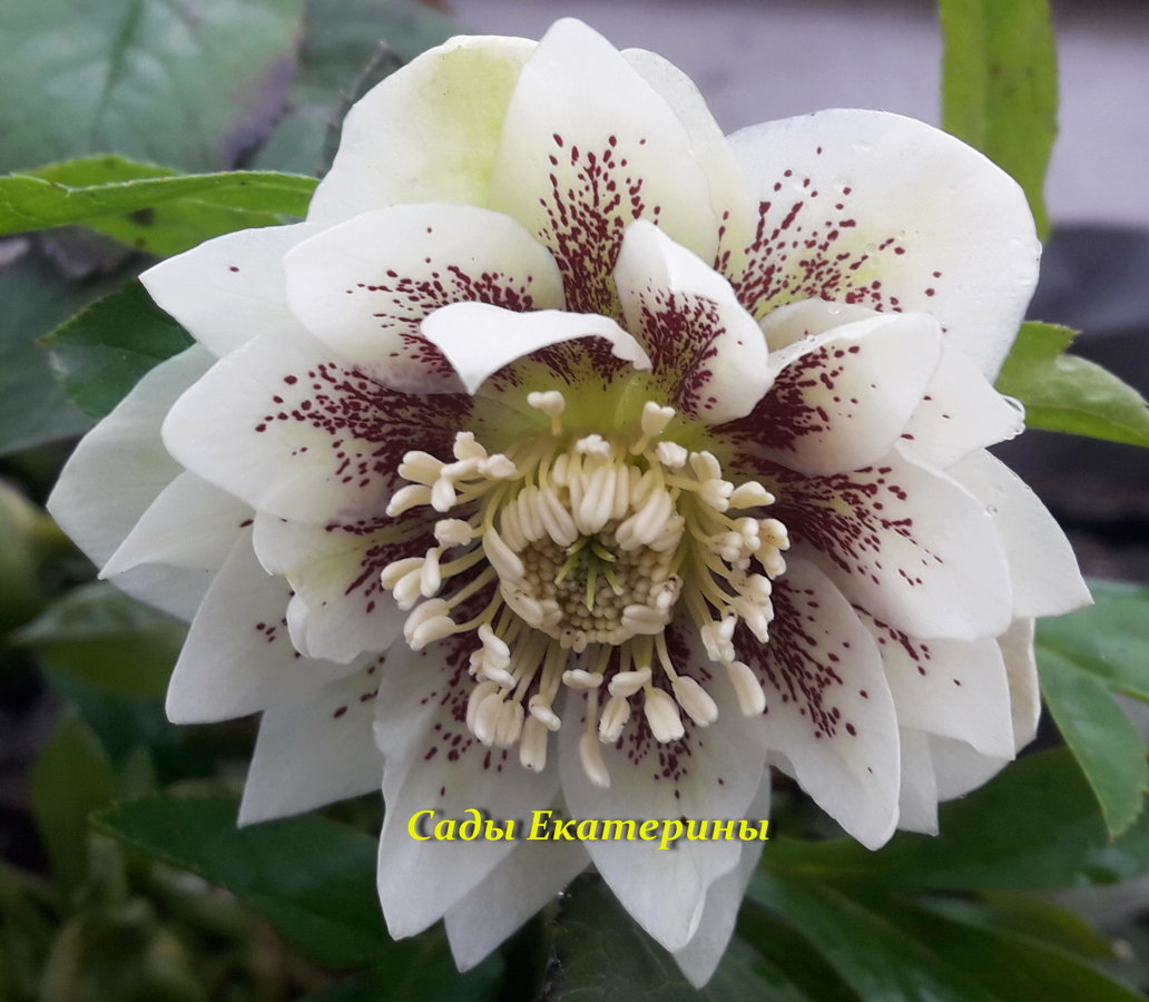 №20 Double White Spotted