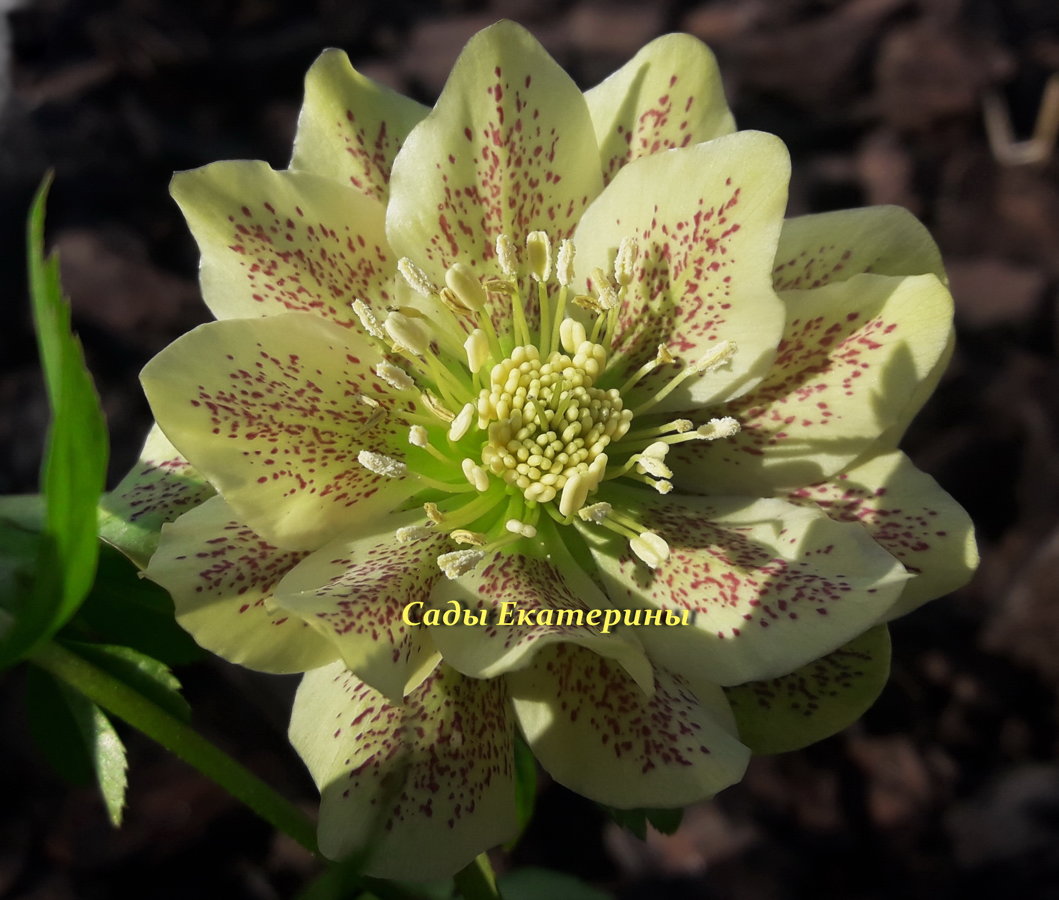 № 40 Оrientalis Golden Discovery