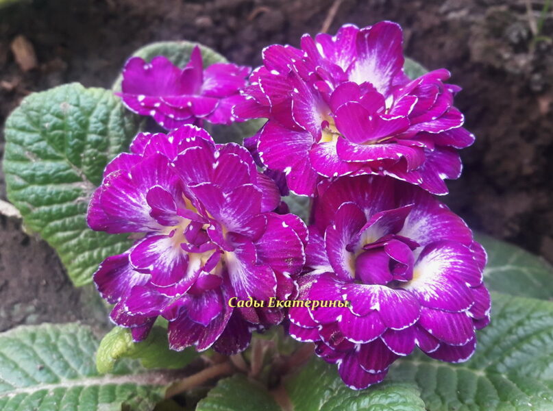 № 21 " Purple Dawn " Primula Belarina