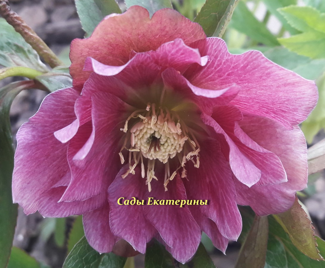 №18 Double Ellen Pink