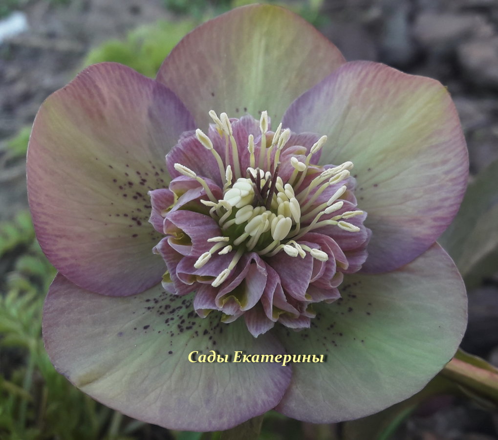 № 47 Anemone Rainbow