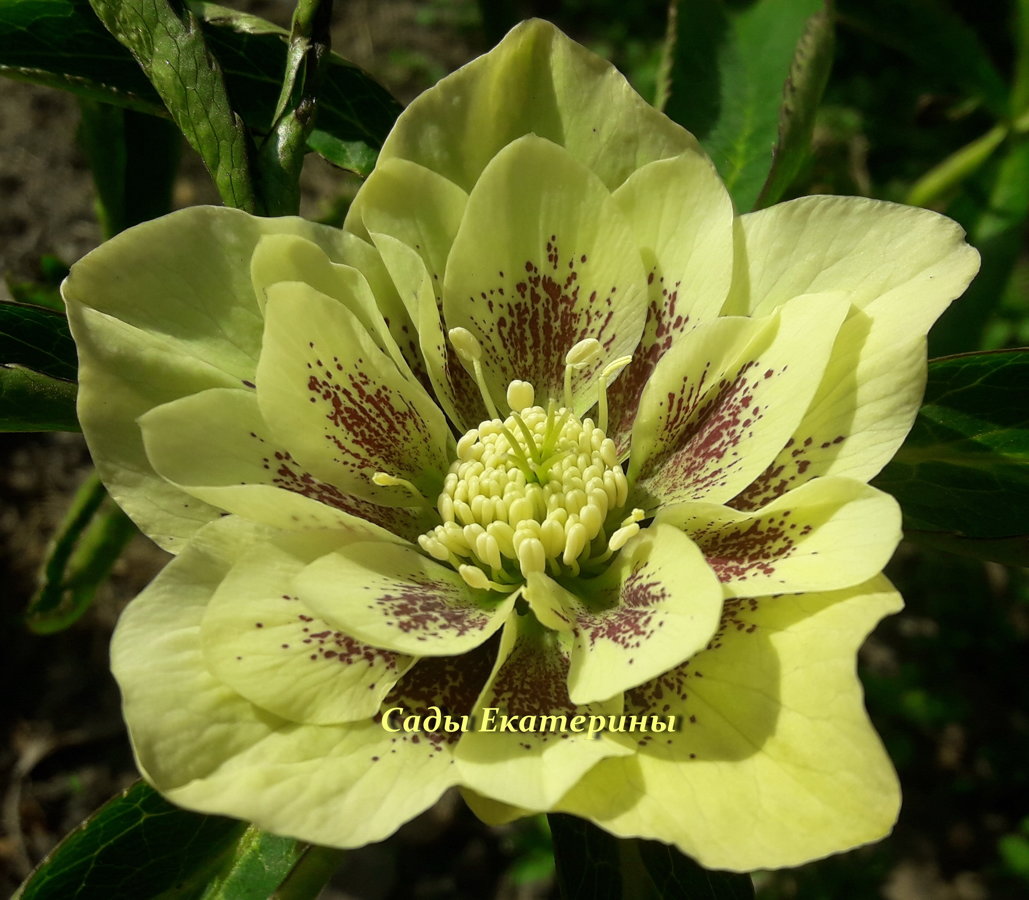  №19  Double Yellow Spotted