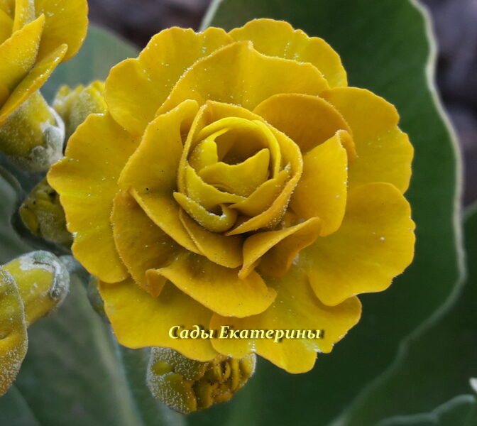 № 75 "BELLINI" primula auricula