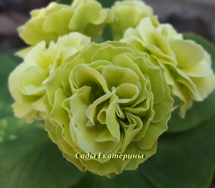 № 52 "BERTI " primula auricula