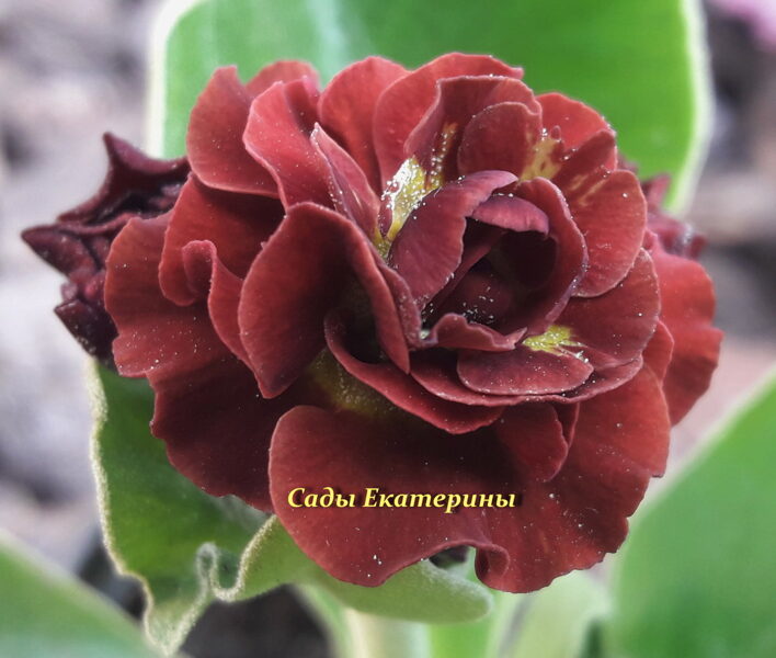 № 30  "Martha " primula auricula