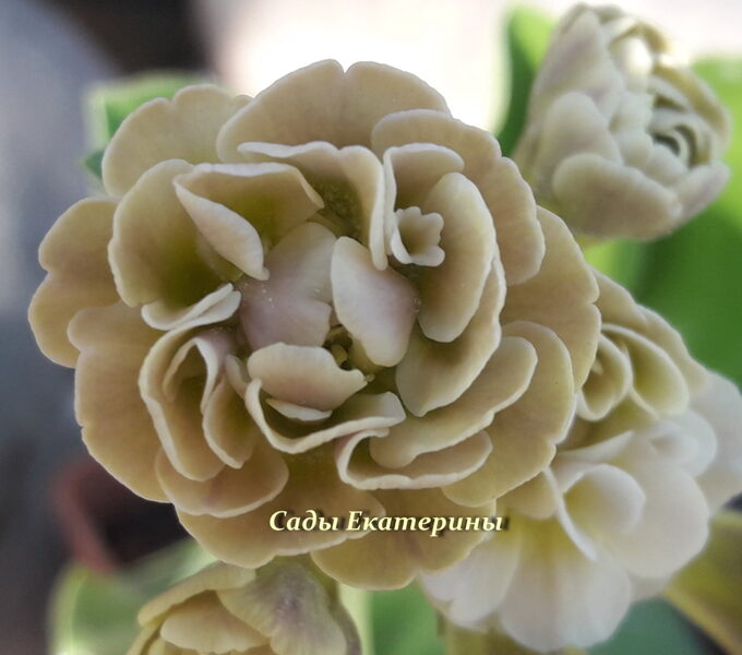 № 91 "Calico" primula auricula